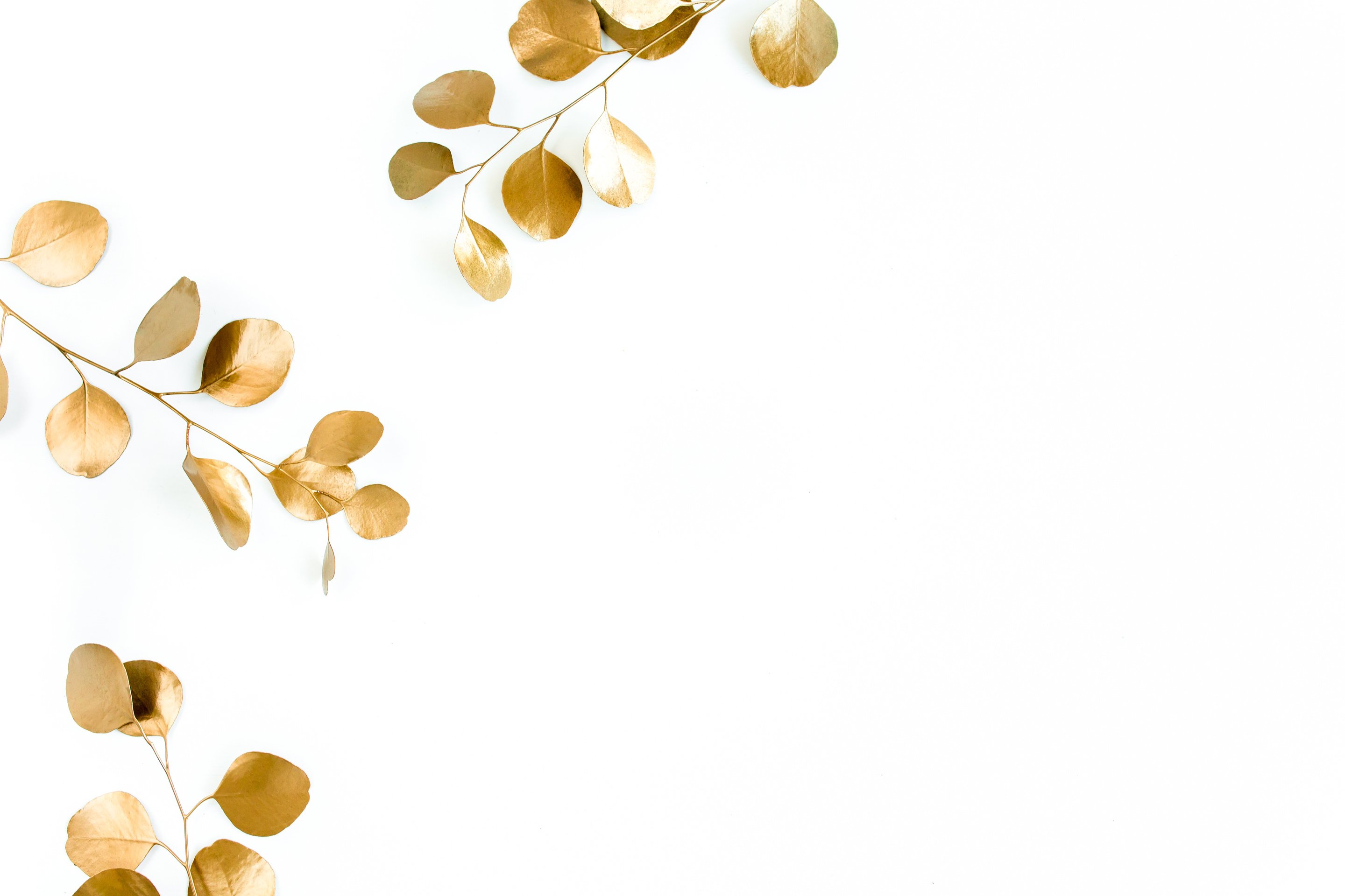 Leaves on White Background