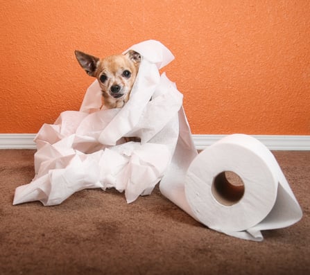 Dog and Toilet Paper