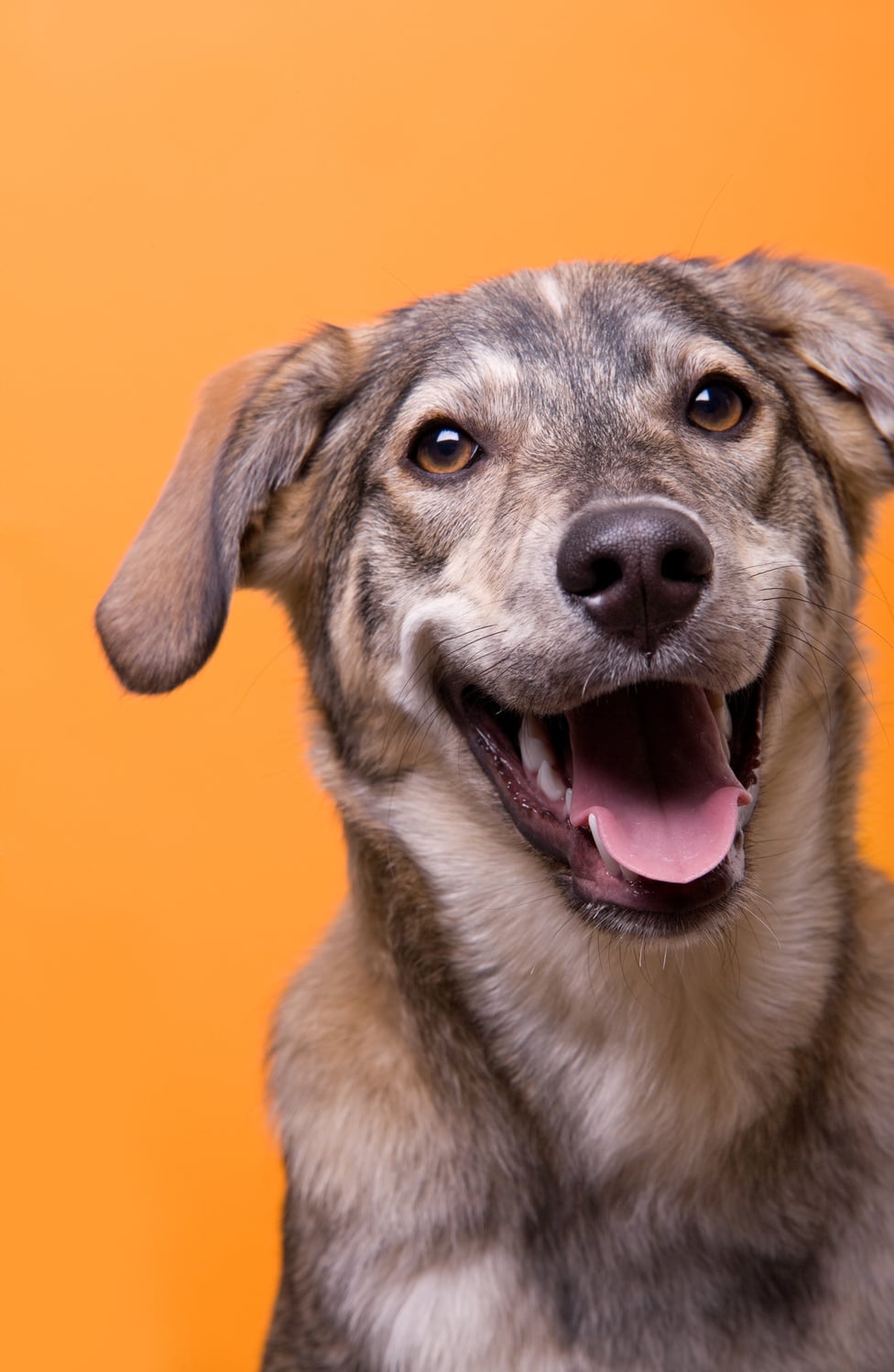 Happy Dog