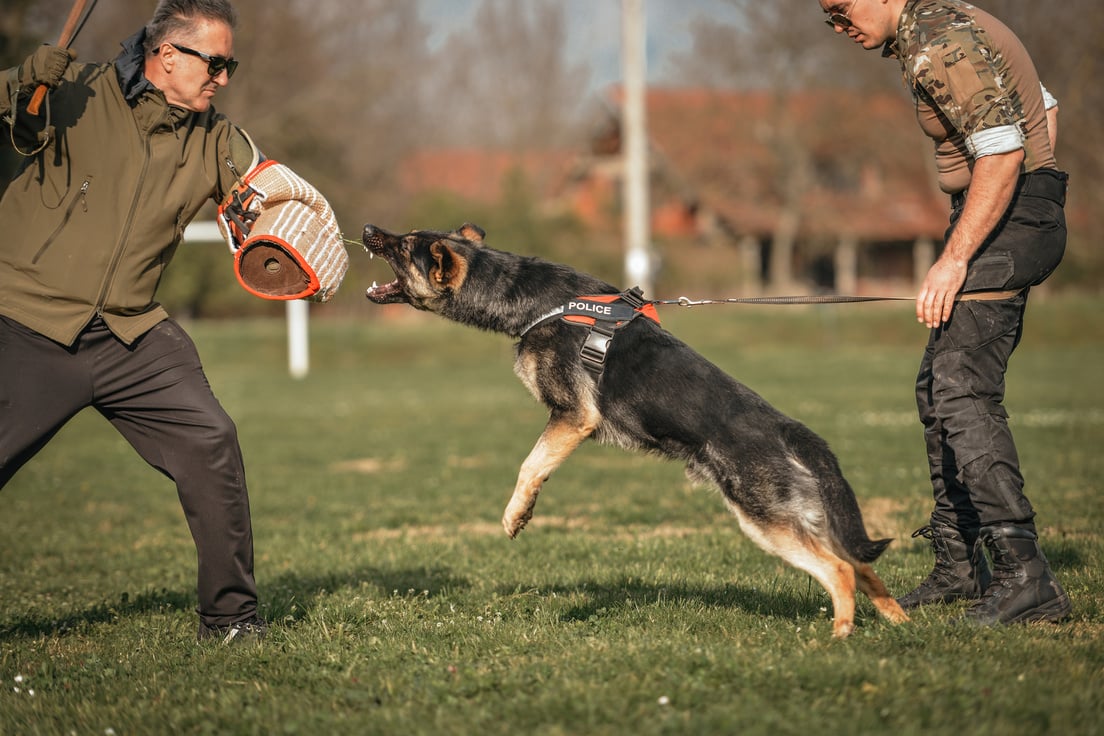 German shepherd aggressive dog train obedience