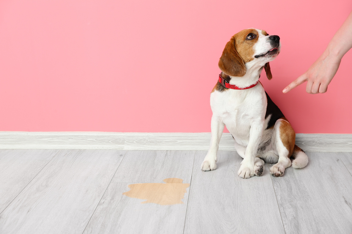 Owner Scolding Naughty Dog for Wet Spot on Floor