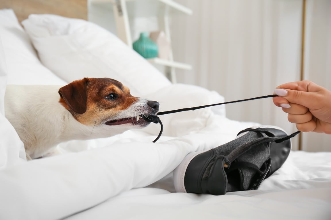 Funny Naughty Dog Playing with Shoes at Home
